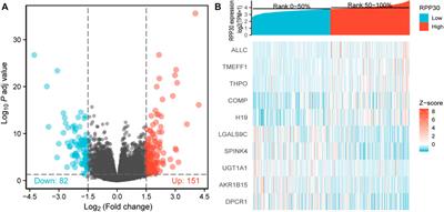 RPP30 is a novel diagnostic and prognostic biomarker for gastric cancer